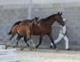 2021 Concours France Dressage Lucie 17 (1)