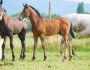 2022 Foals Saturn 10