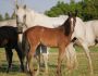 2022 Foals Saturn 12