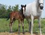 2022 Foals Saturn 2
