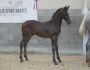 2022 Foals Saturn 6
