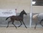 2022 Foals Saturn 7