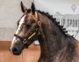 2024 France Dressage Saturn 1