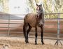 2024 France Dressage Saturn 2