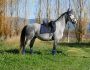 PHILIP SPORT HORSES   Jupiter De Philip   10