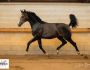 PHILIP SPORT HORSES Sandro Sir Sandro Odina Juillet 2020 02