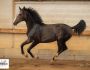 PHILIP SPORT HORSES Sandro Sir Sandro Odina Juillet 2020 10