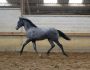 PHILIP SPORT HORSES Sensation de Philip - Sir Sandro Qualita Avril 2021