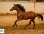 PHILIP SPORT HORSES Superba Sir Sandro Diana Juillet 2020 07