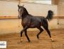PHILIP SPORT HORSES Suzerin Sir Sandro Eva Juillet 2020 01