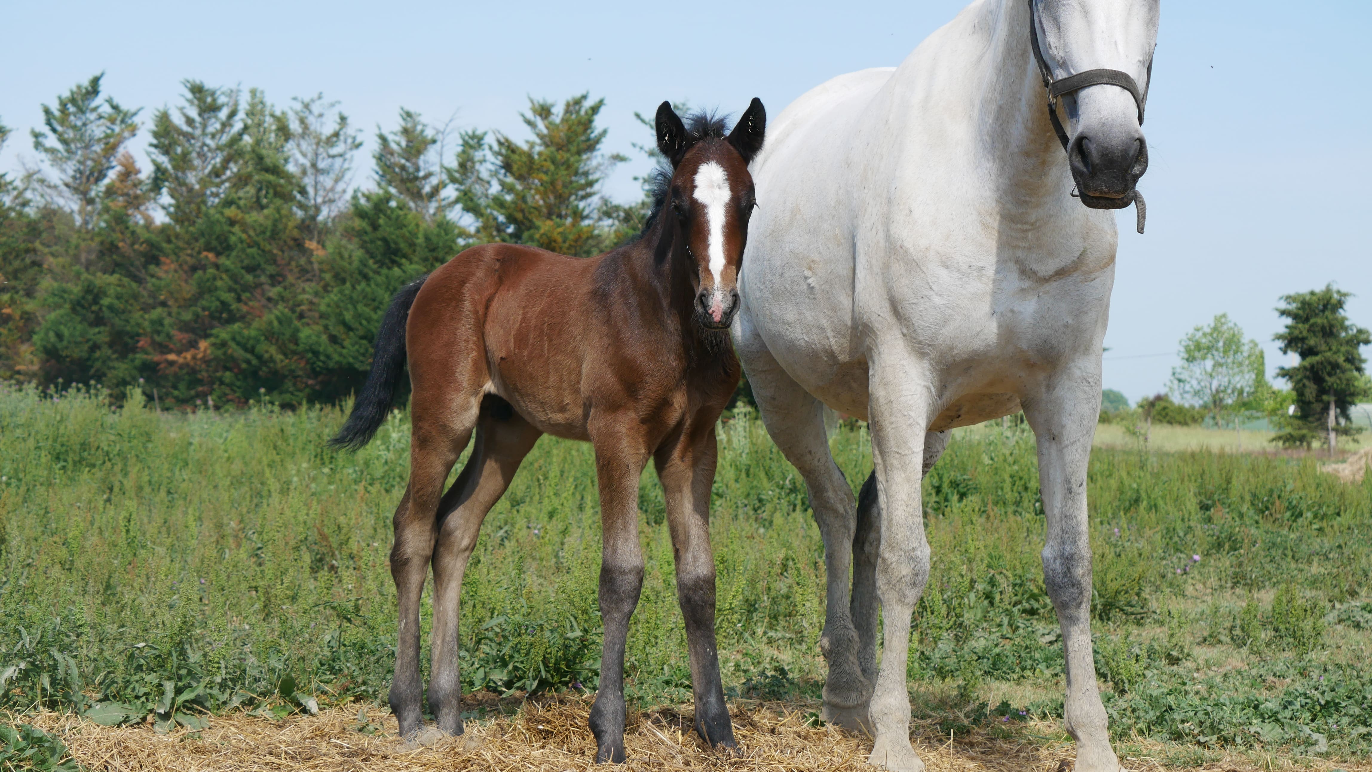 2022   Foals   Saturn   2