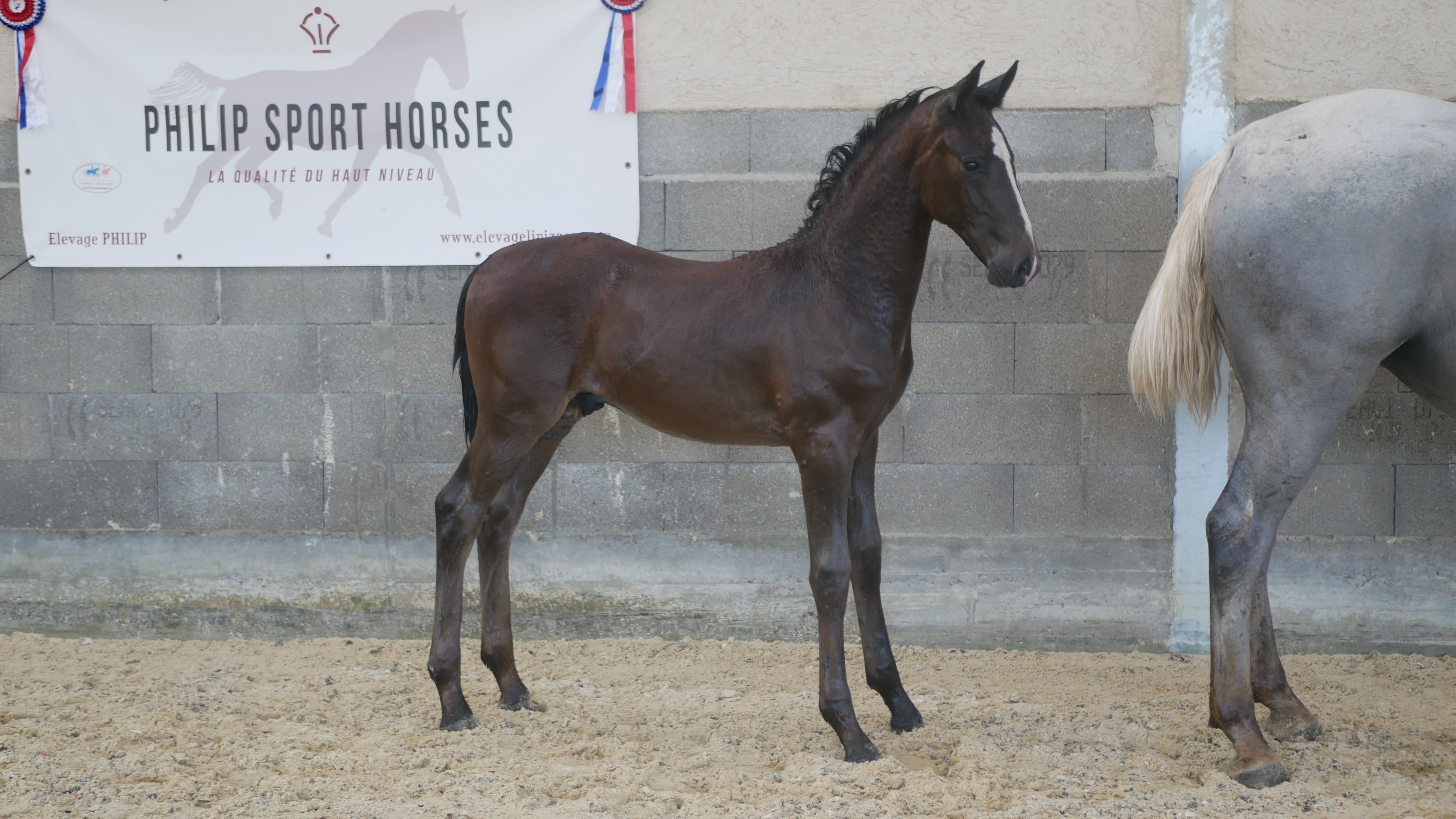 2022   Foals   Saturn   6