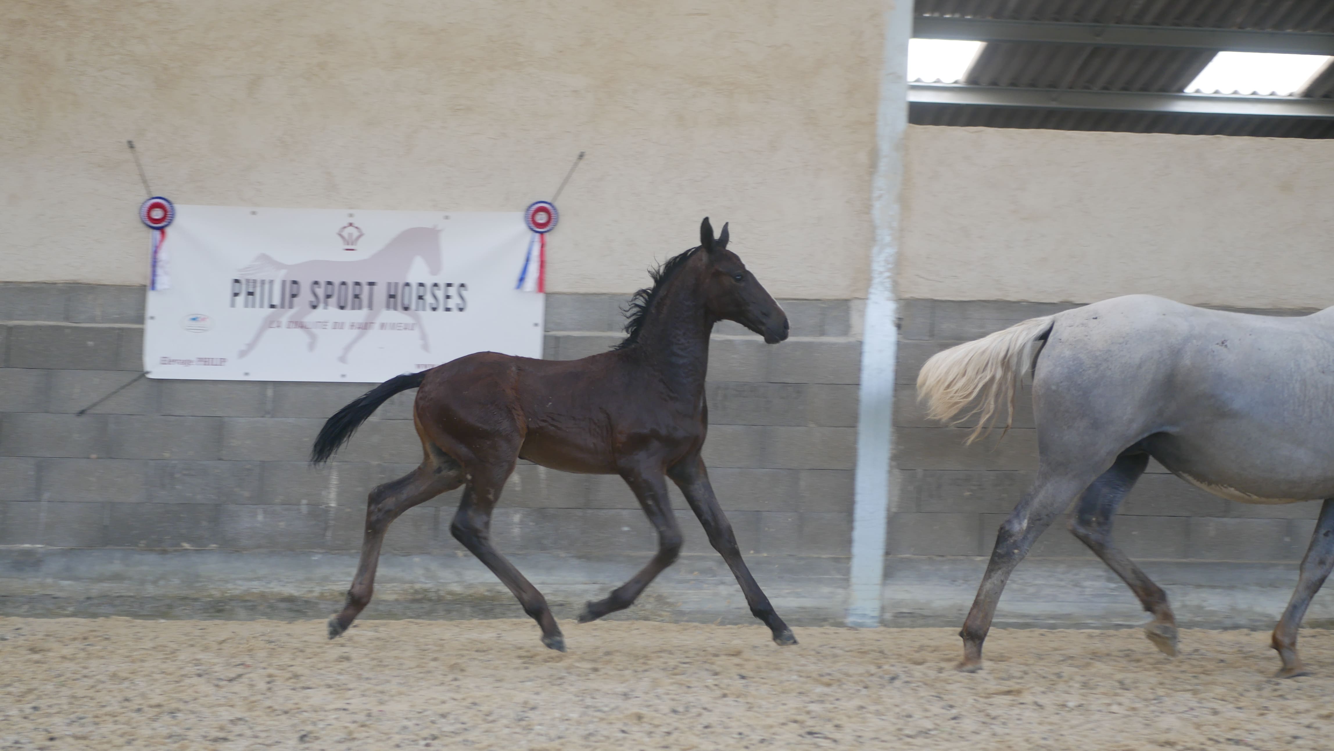 2022   Foals   Saturn   7