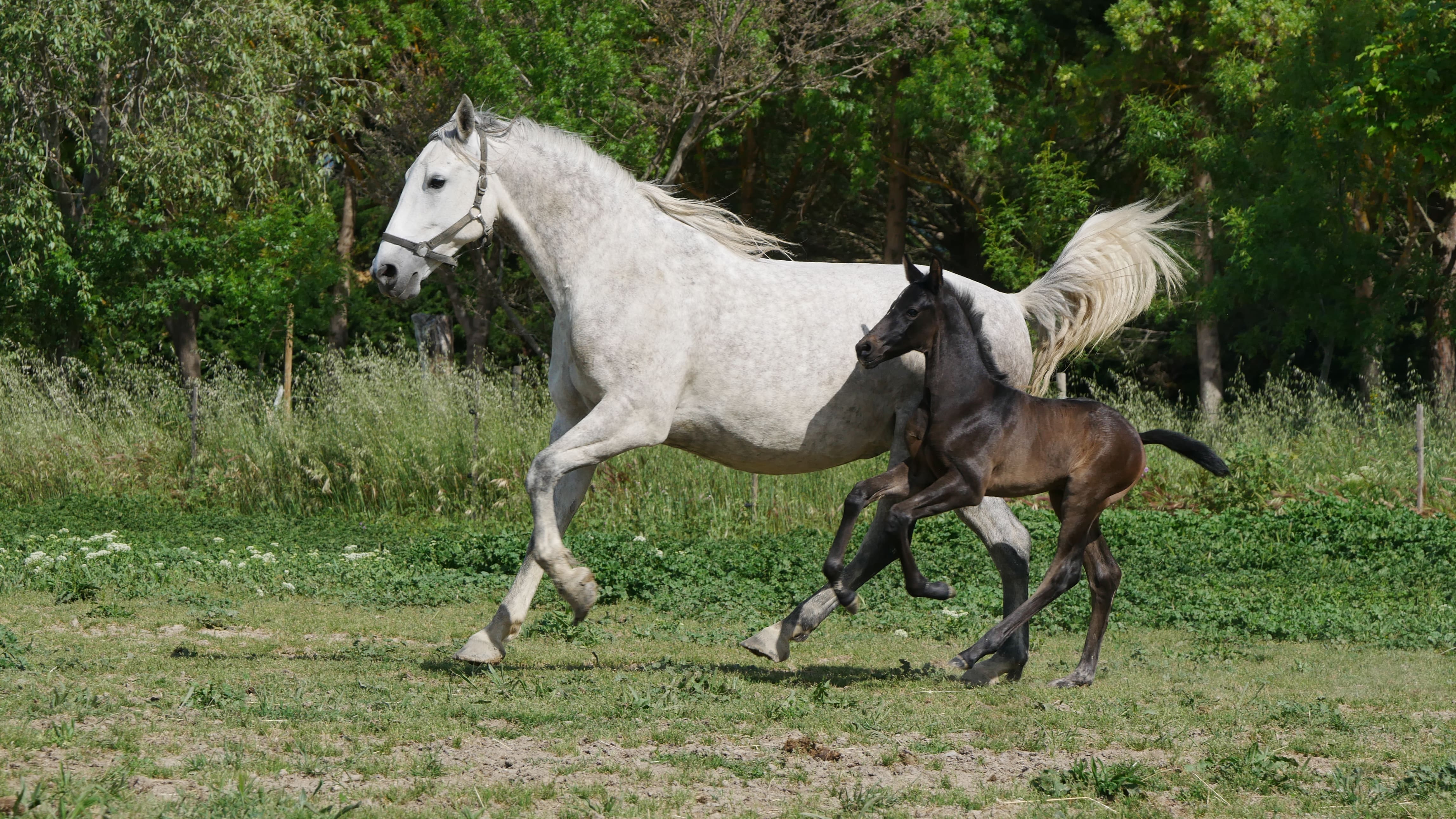 2022   Foals   Sevillano   13