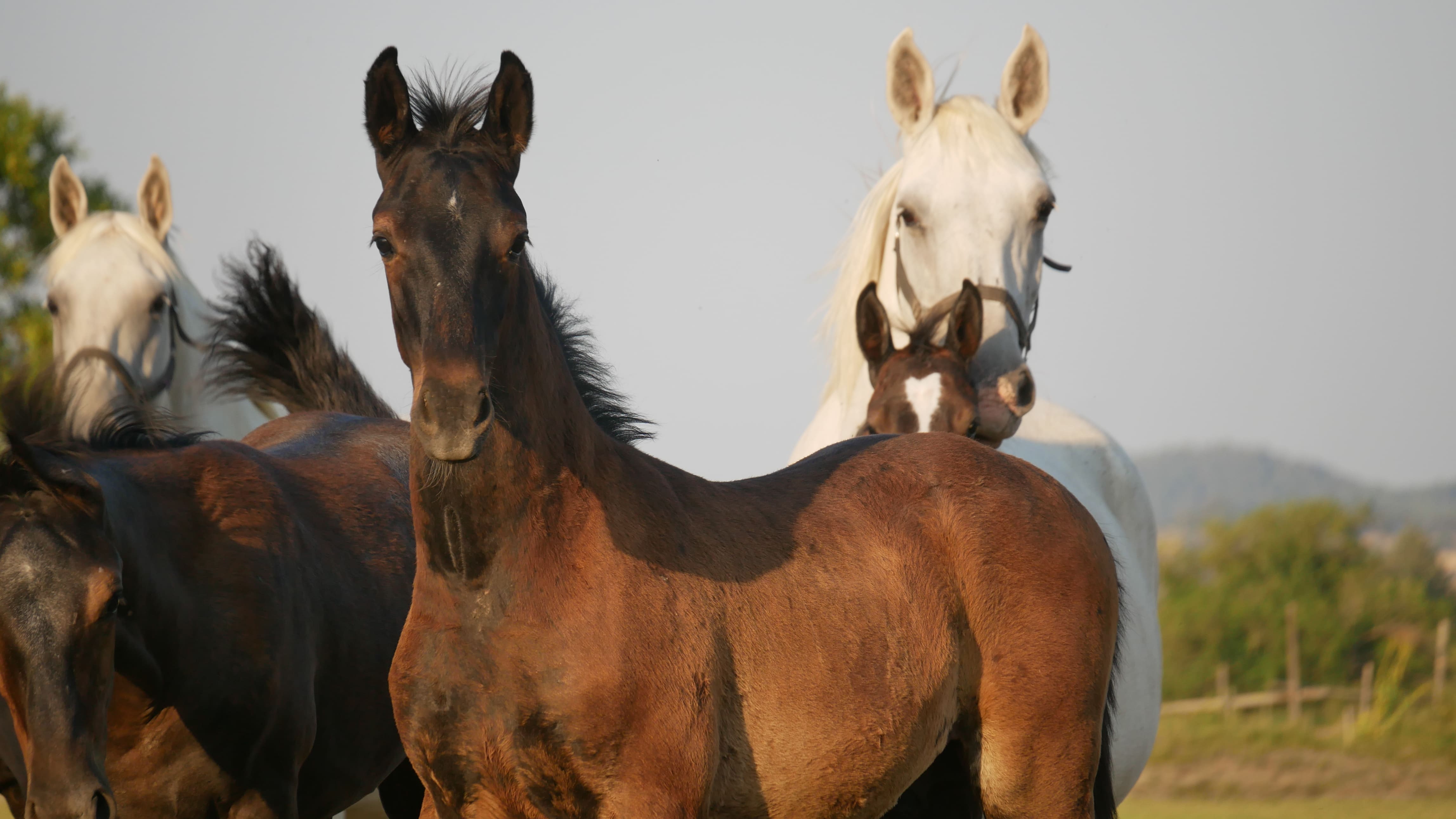2022   Foals   Sevillano   17
