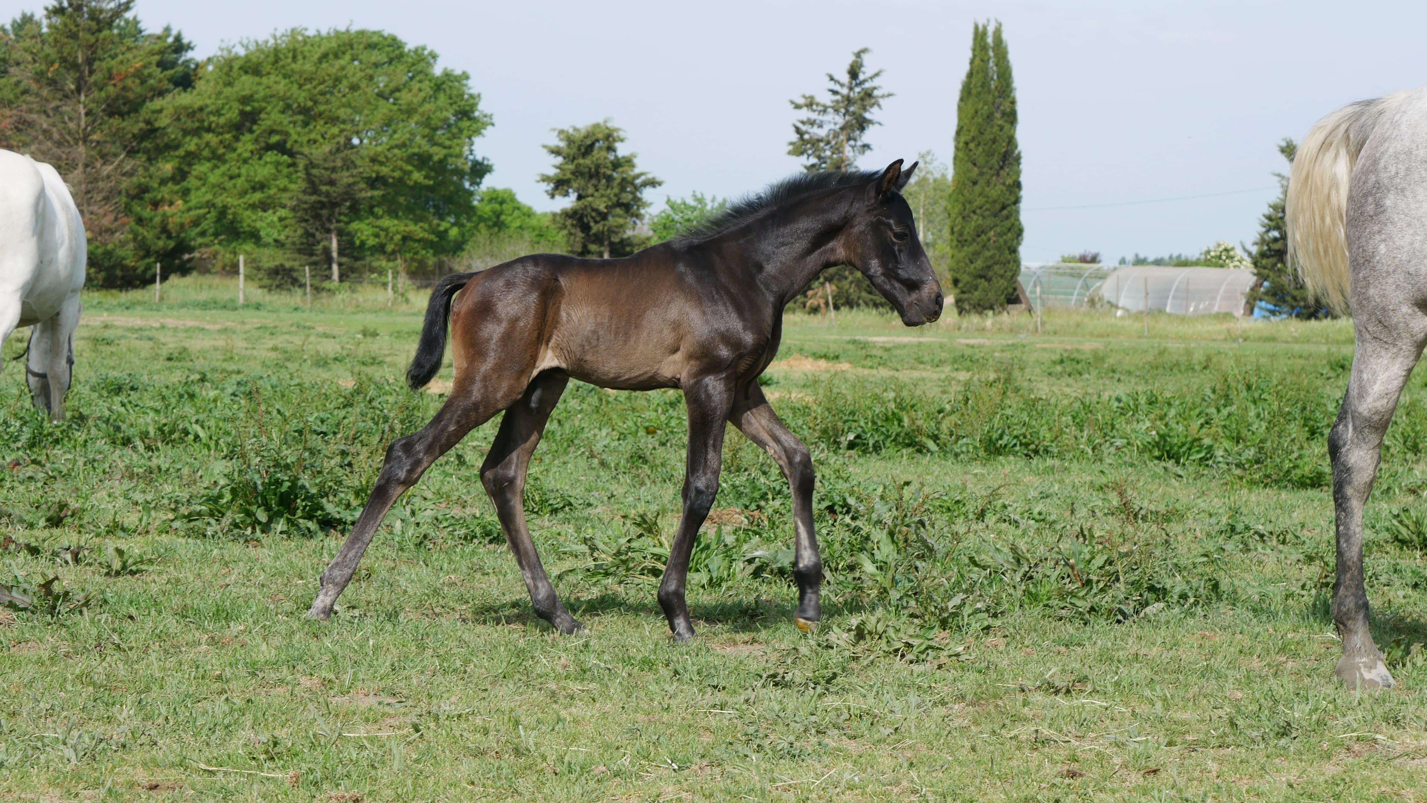 2022   Foals   Sevillano   4