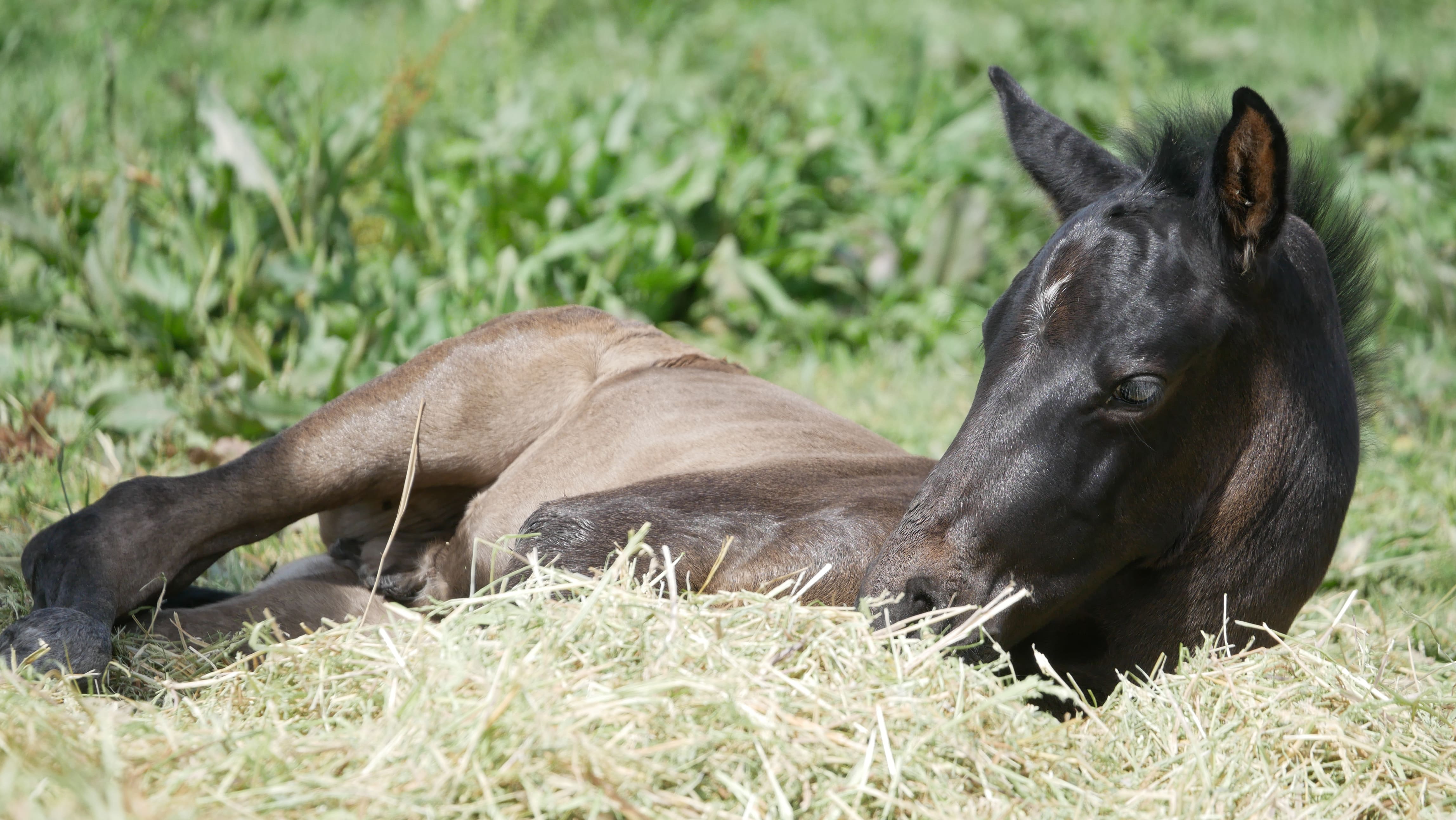 2022   Foals   Sevillano   7