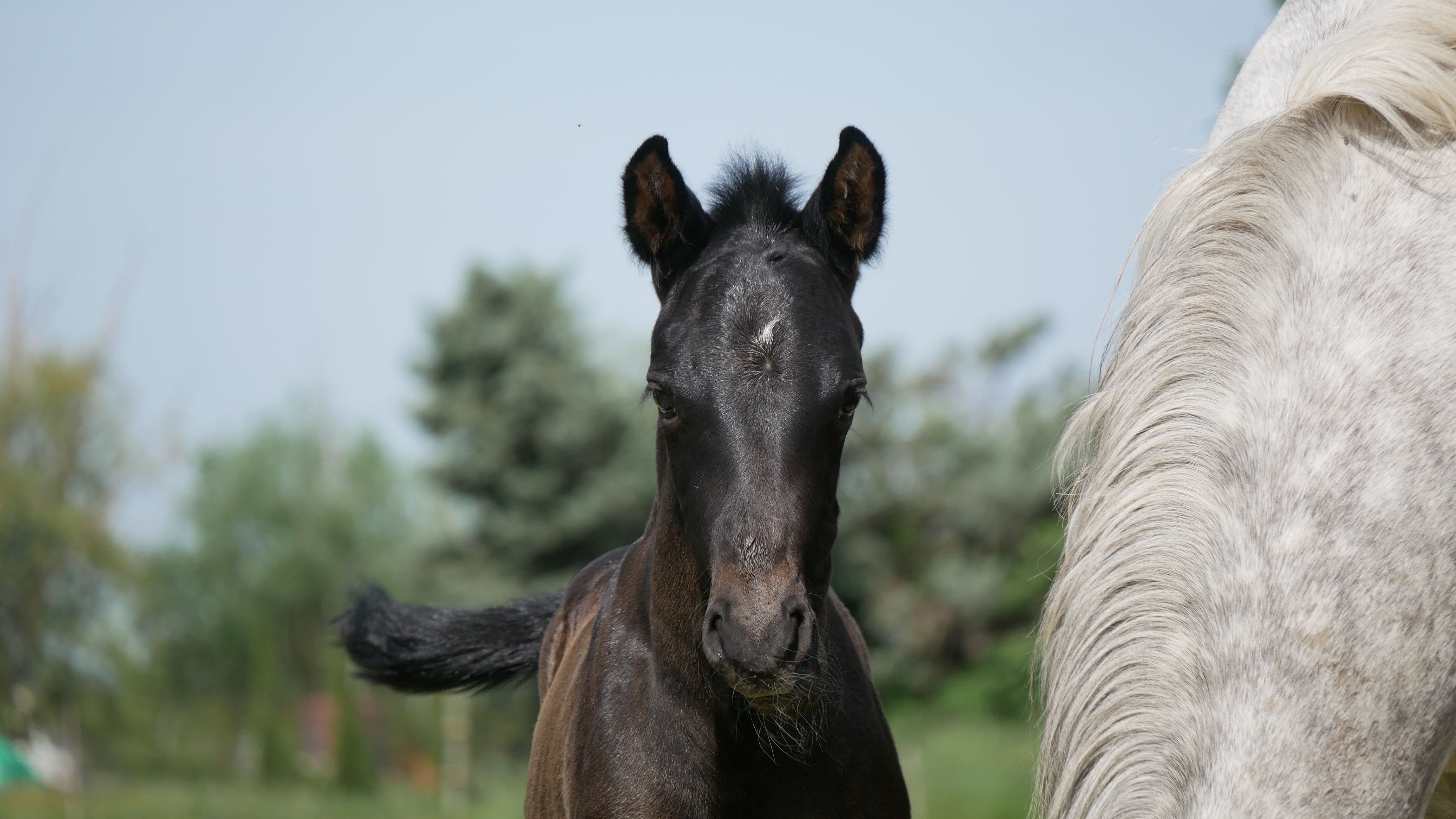 2022   Foals   Sevillano   8