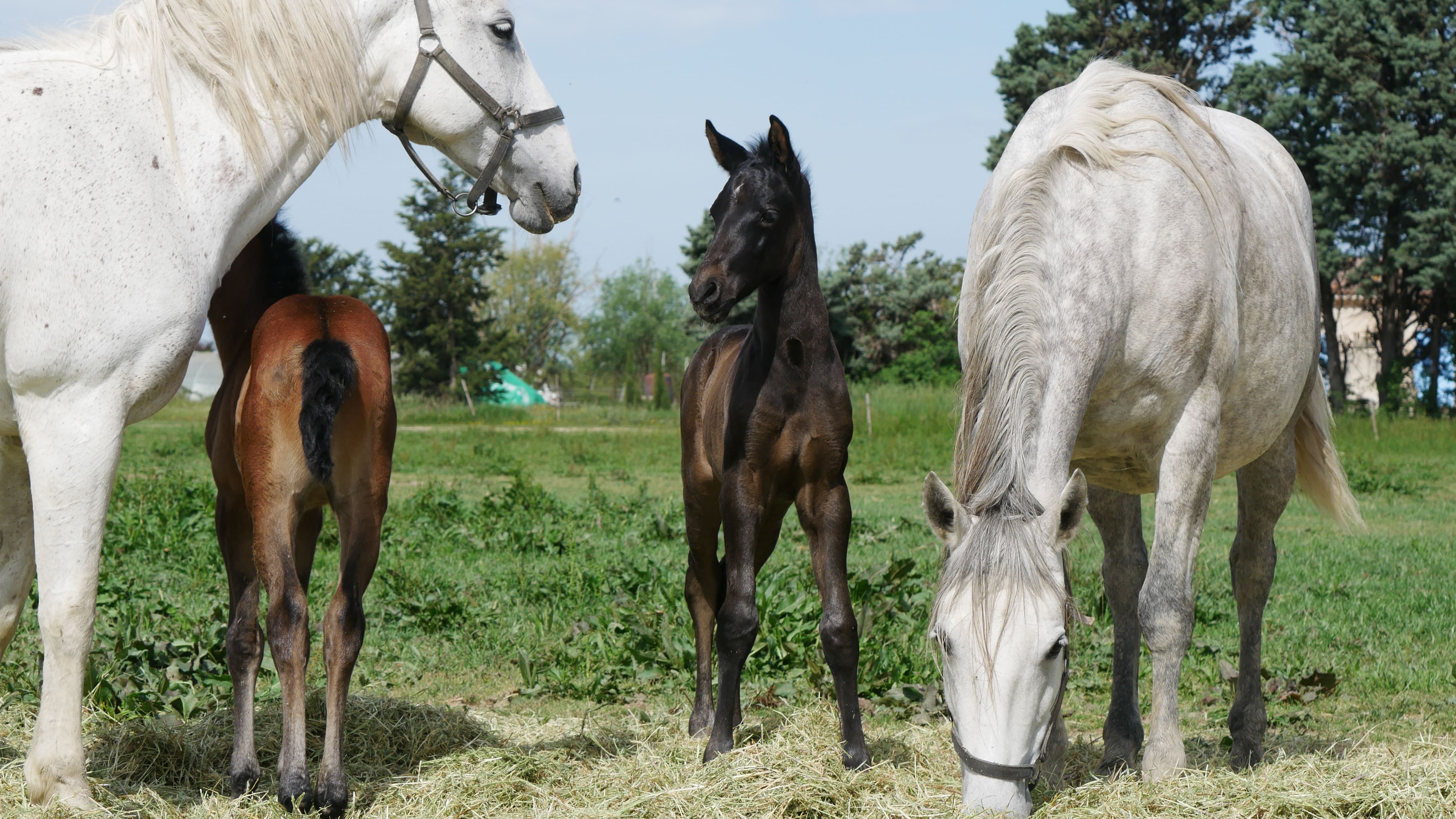 2022   Foals   Sevillano   9