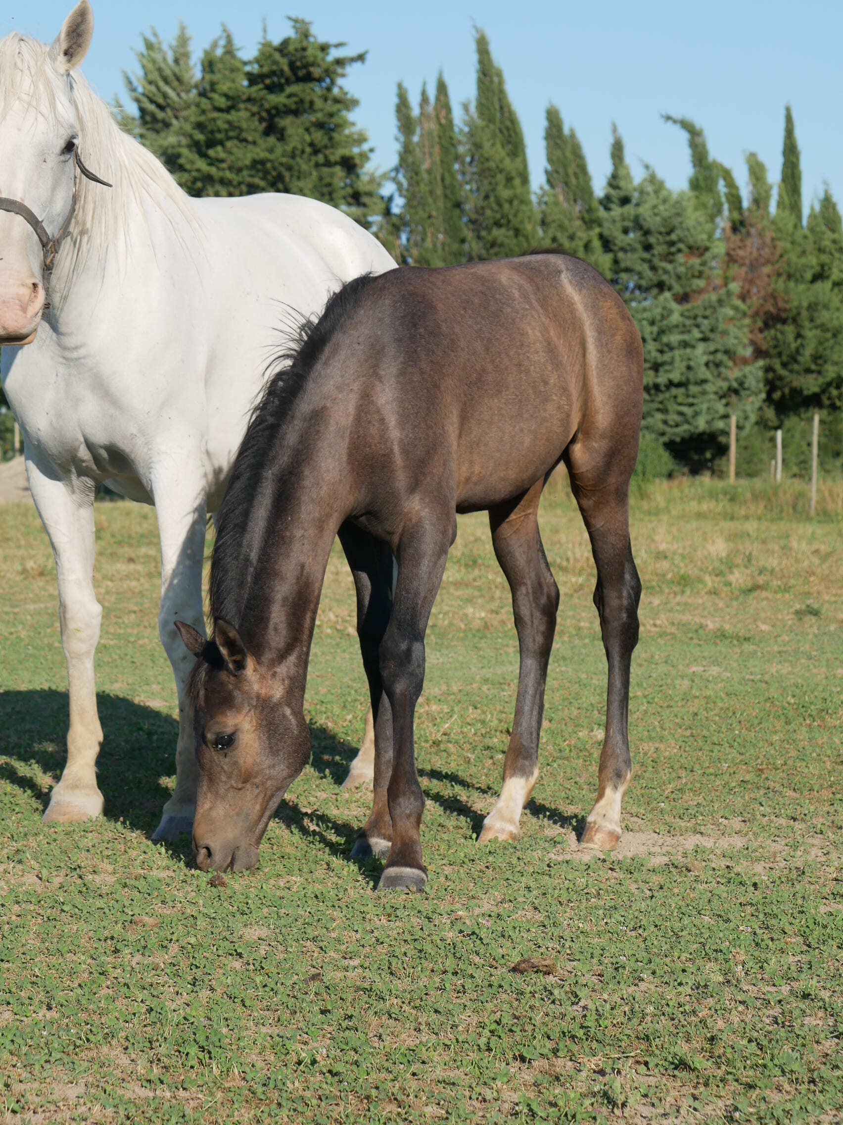 2023   Foals   Fantastic   10
