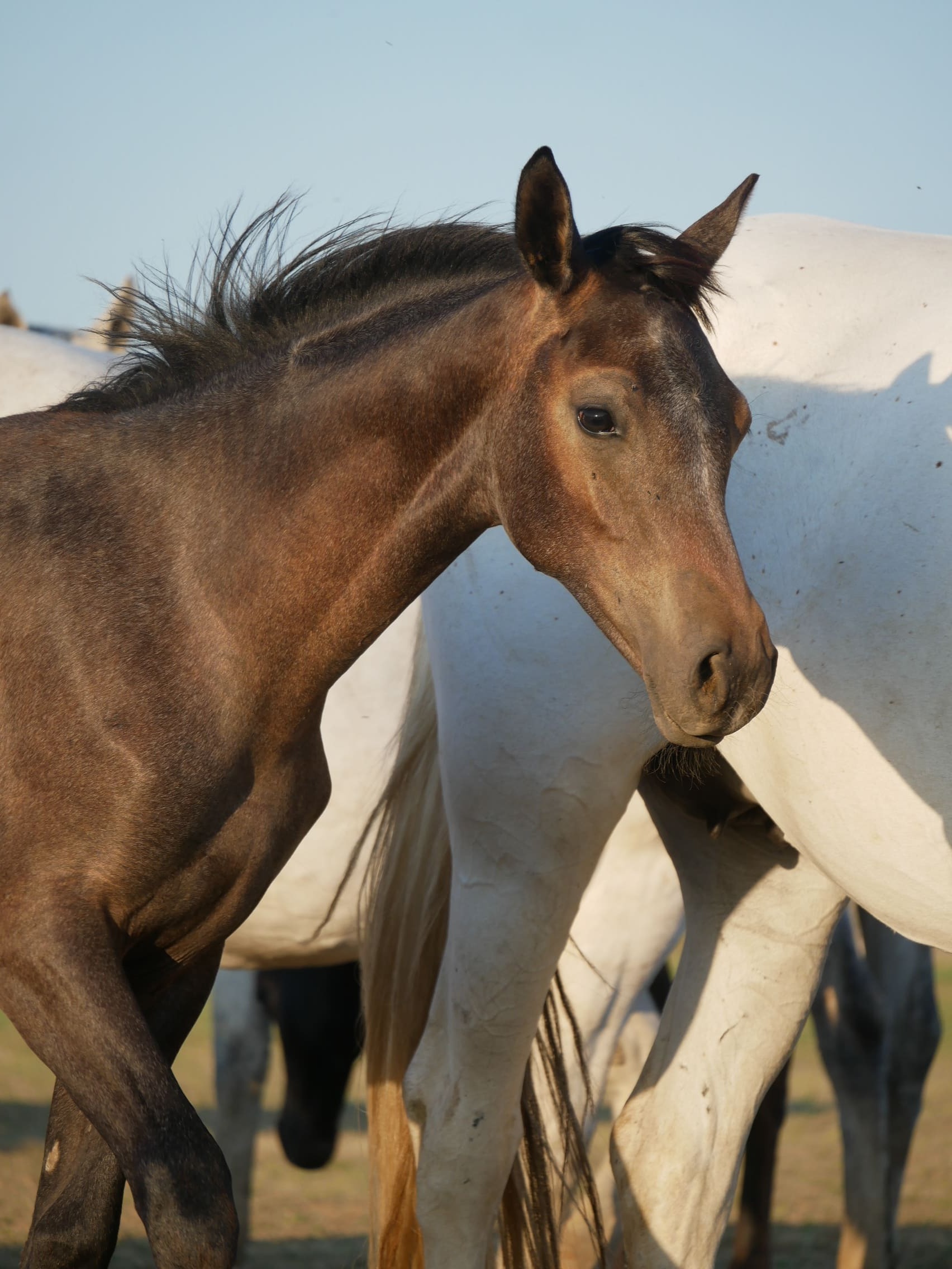 2023   Foals   Fantastic   11