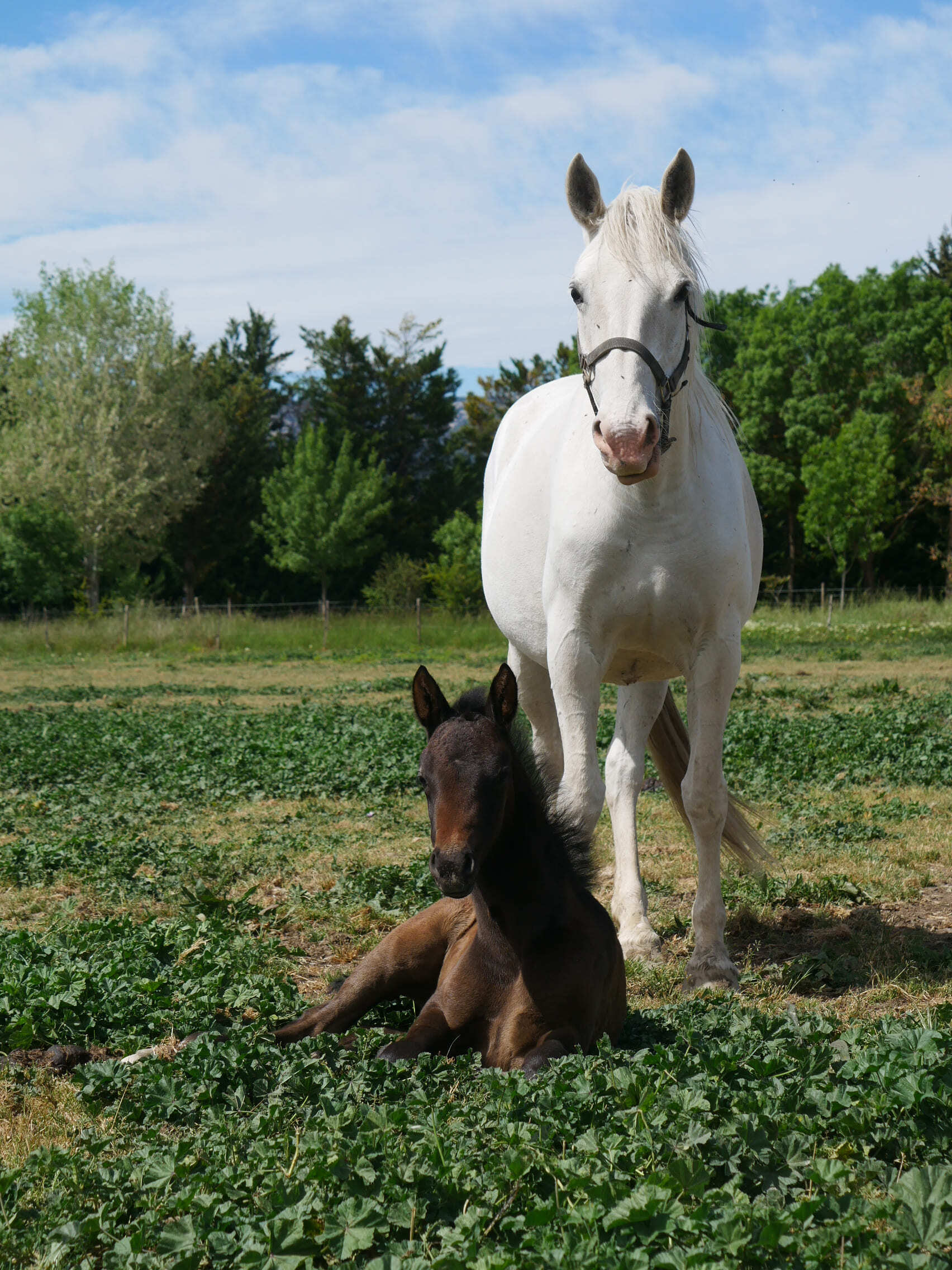 2023   Foals   Fantastic   5