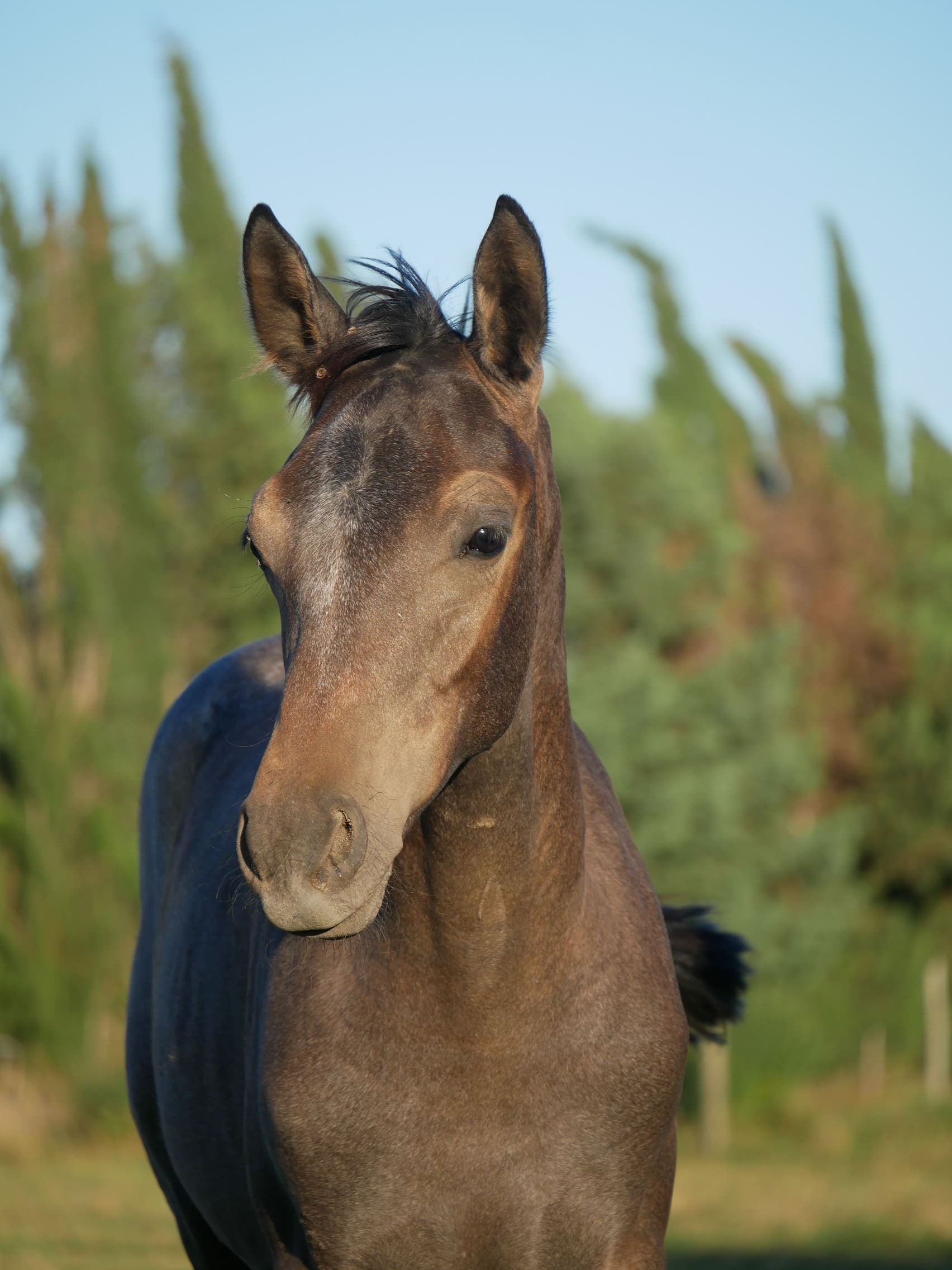 2023   Foals   Fantastic   9