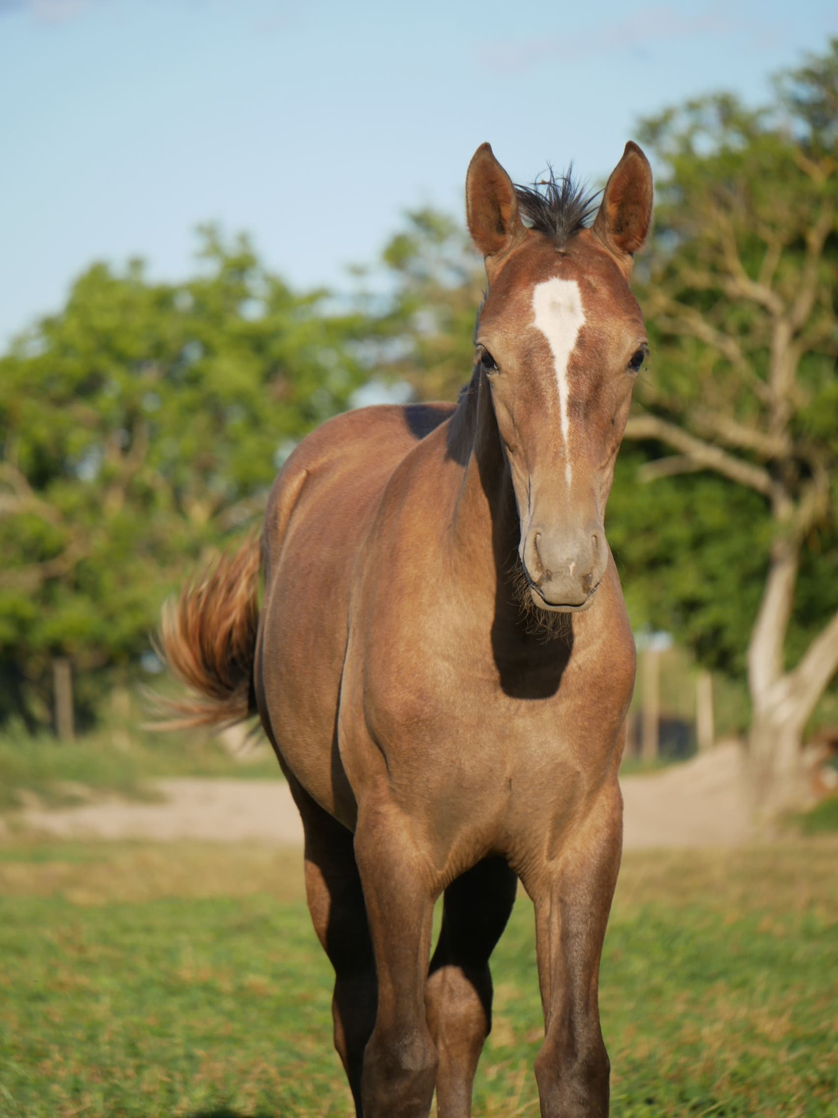 2023   Foals   Fatale   13