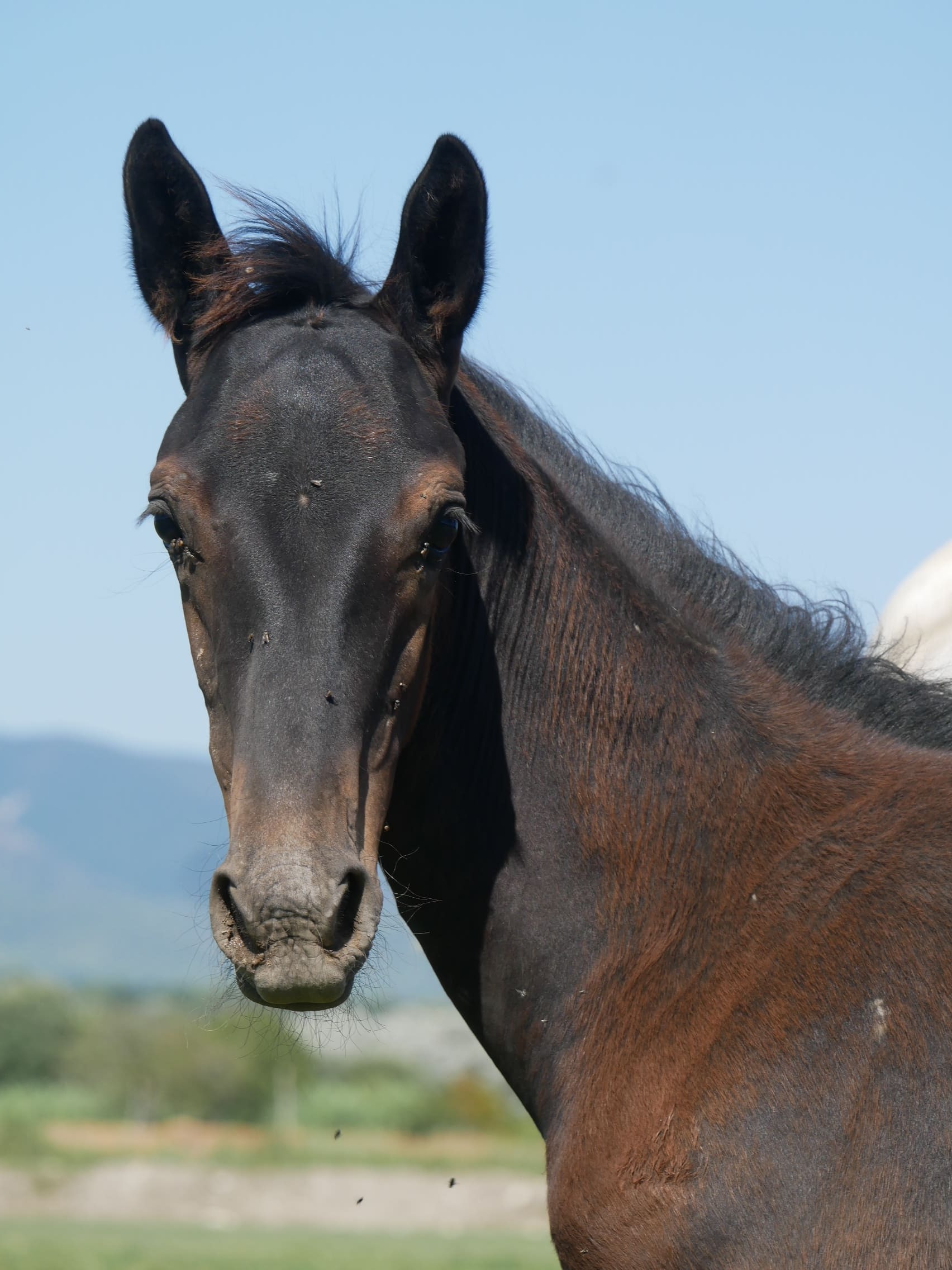 2023   Foals   Flavio   10