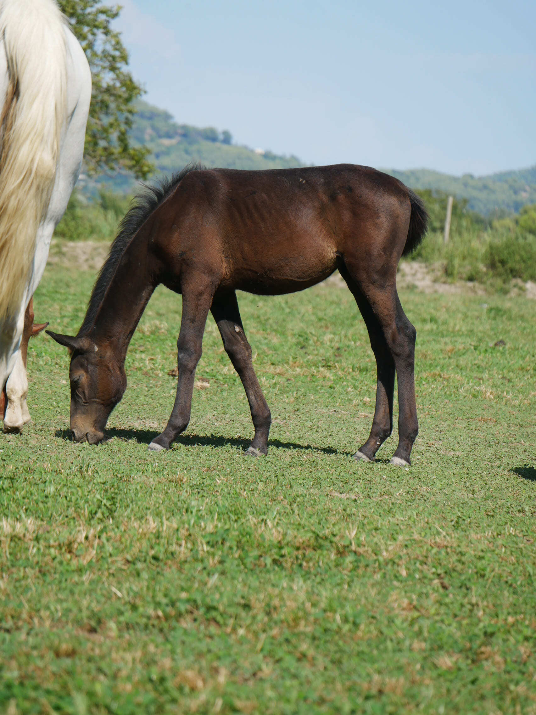2023   Foals   Flavio   11
