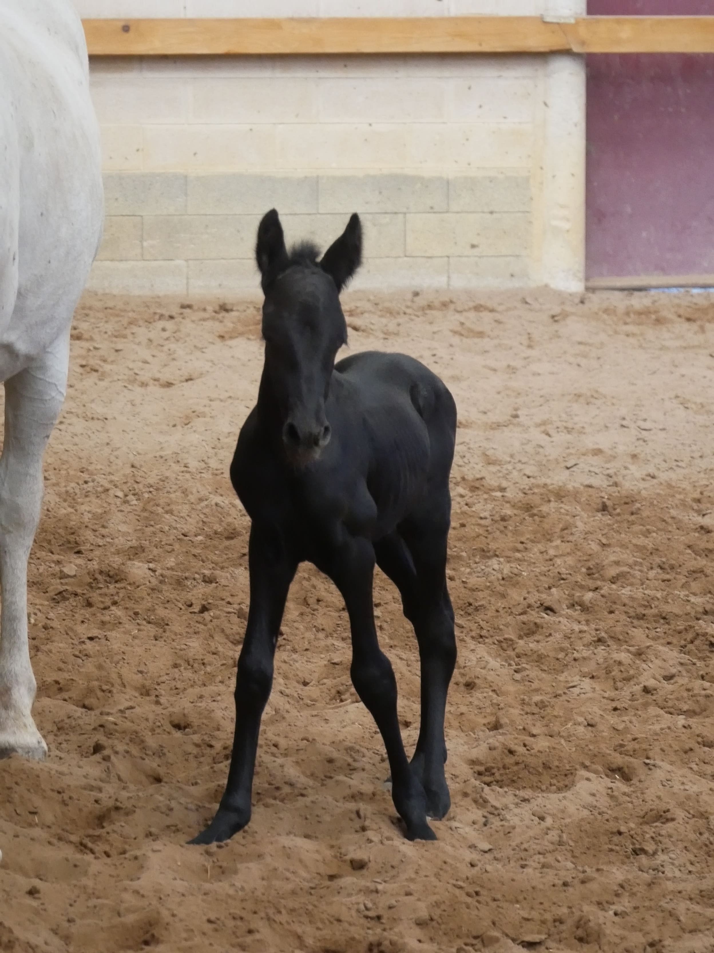 2023   Foals   Flavio   7