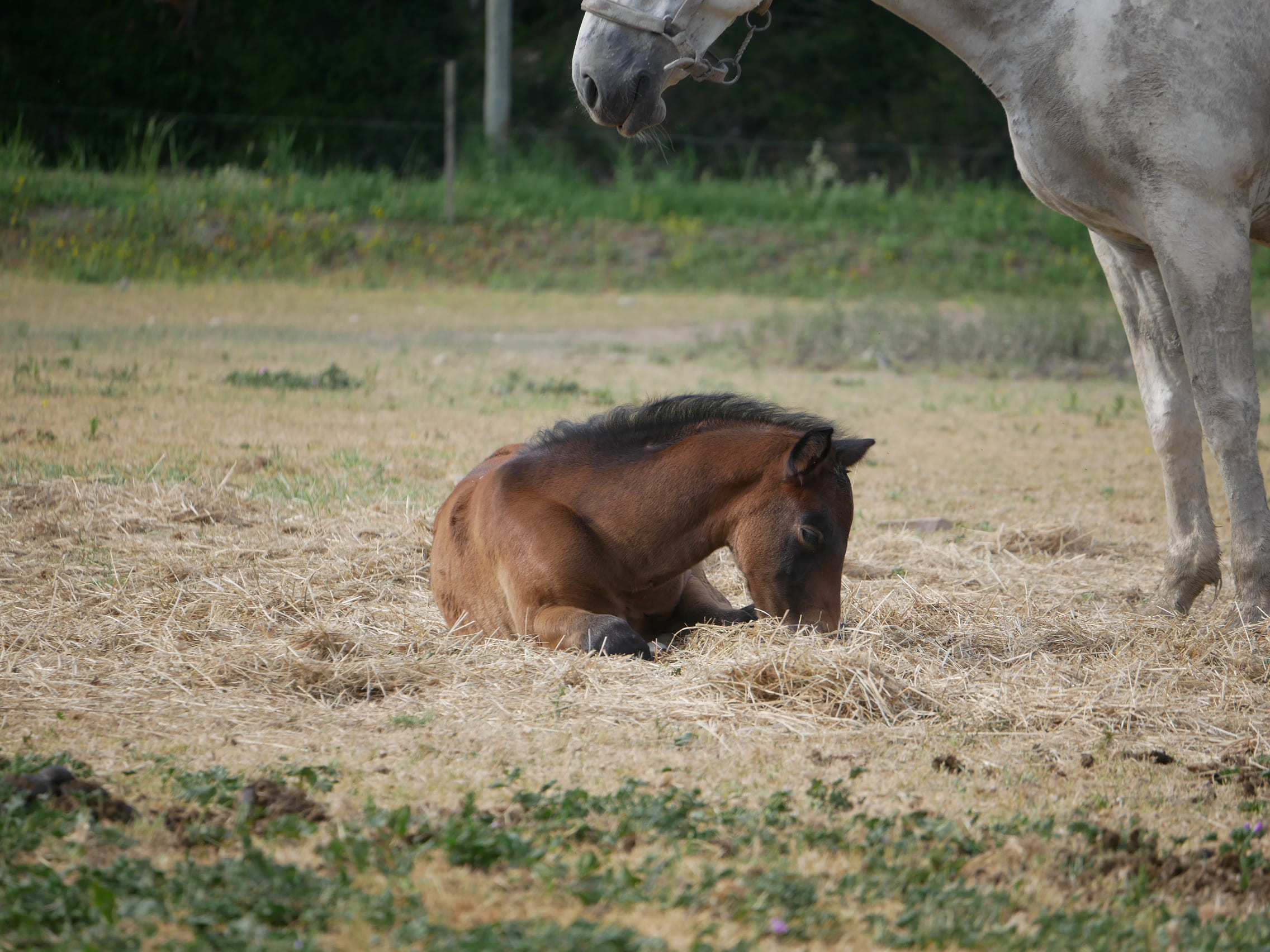 2023   Foals   Swing   12