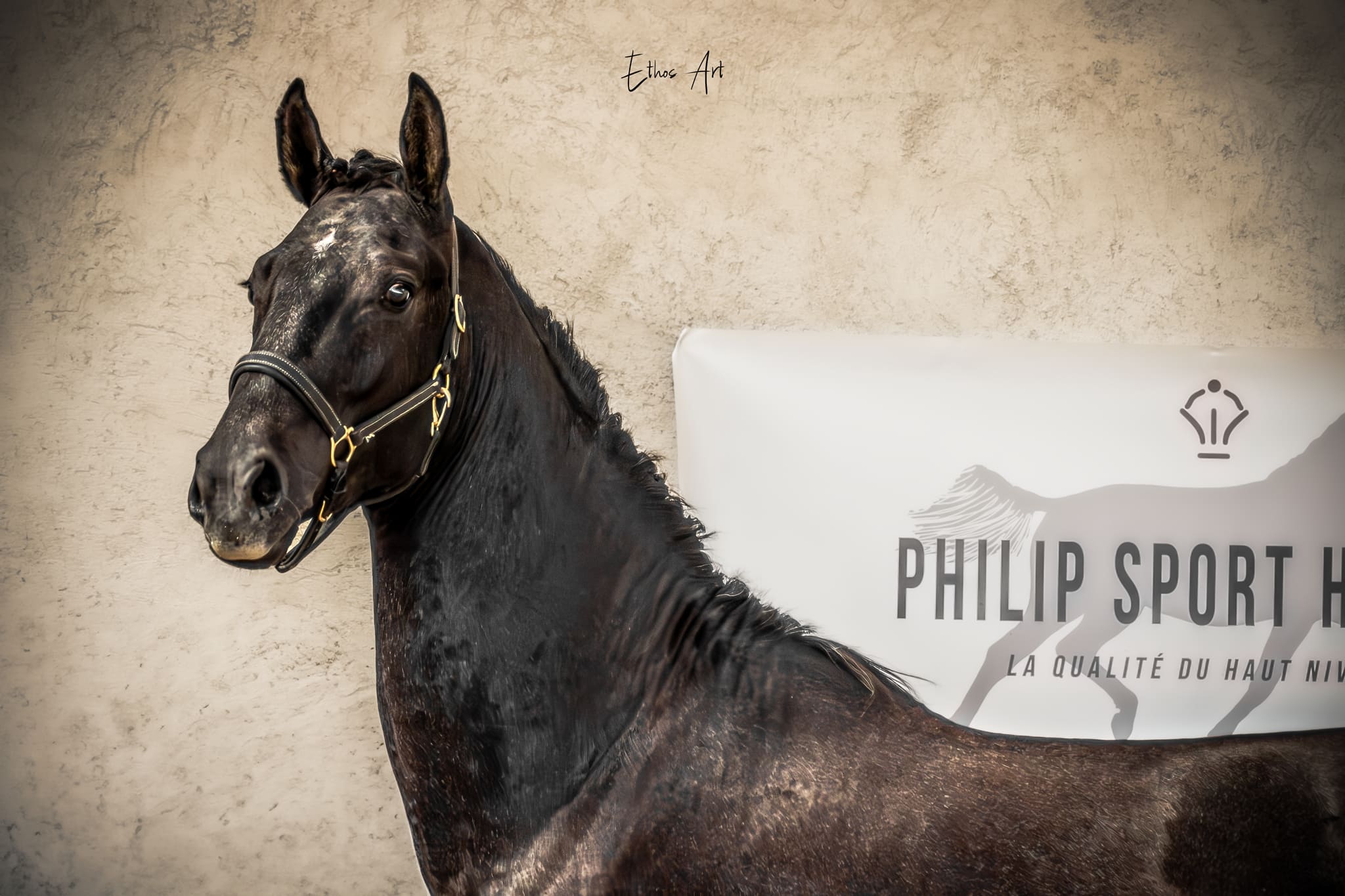 2024   Concours   France Dressage   Sevillano   1