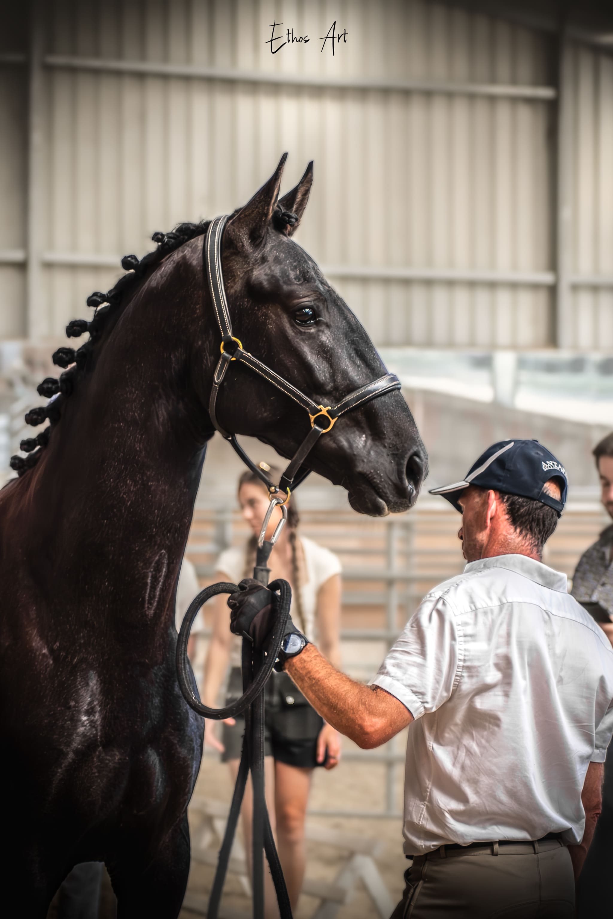 2024   Concours   France Dressage   Sevillano   2
