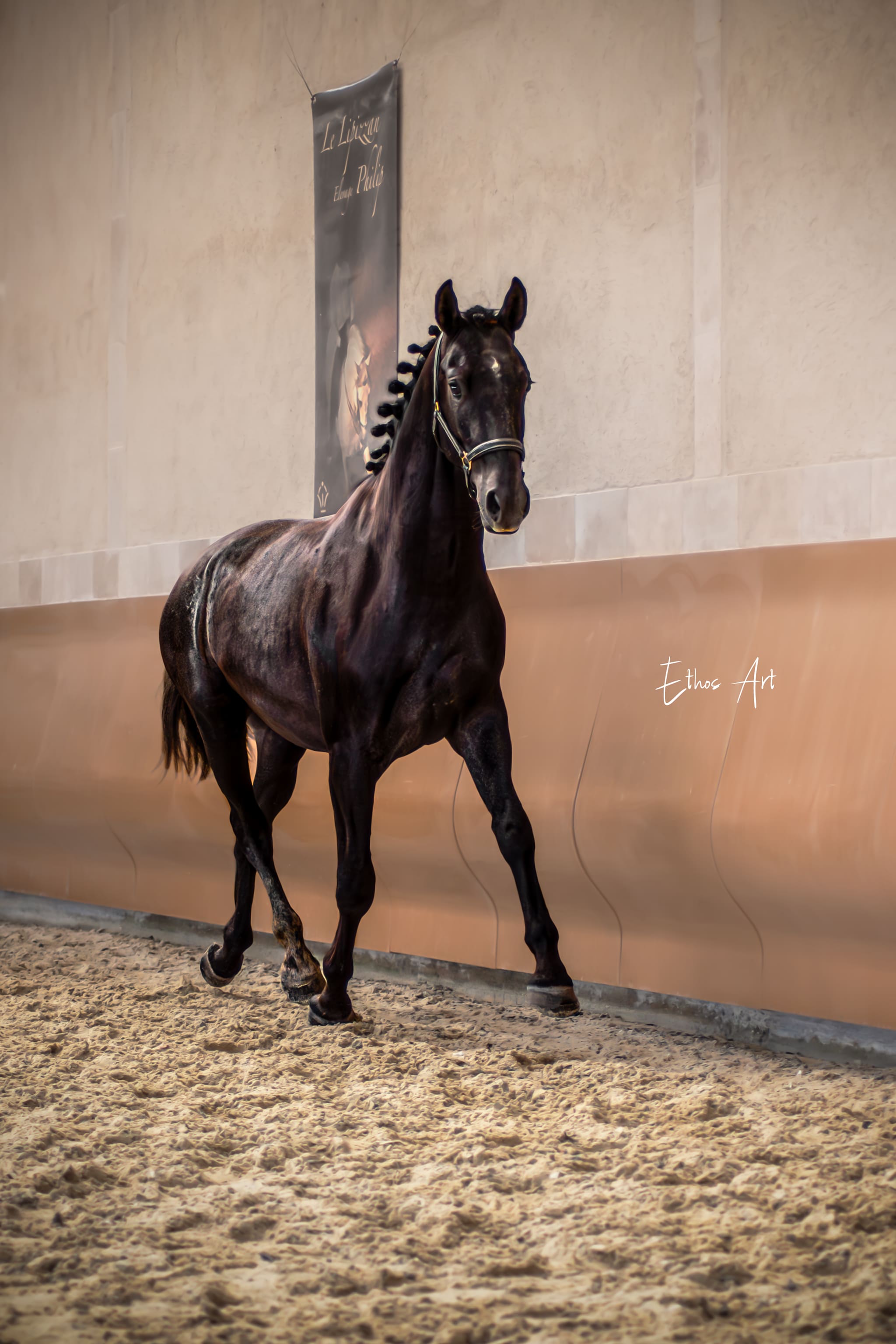 2024   Concours   France Dressage   Sevillano   3