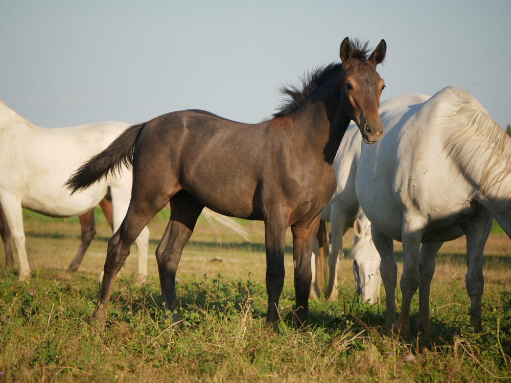 2024 - Foals - Fantasia - 2