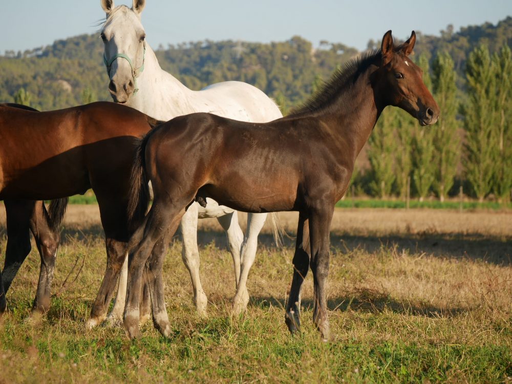 2024 - Foals - Flirt - 5