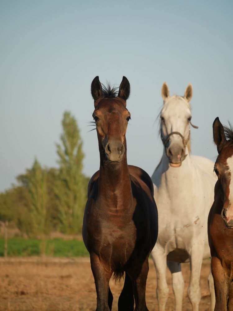 2024 - Foals - For King - 11