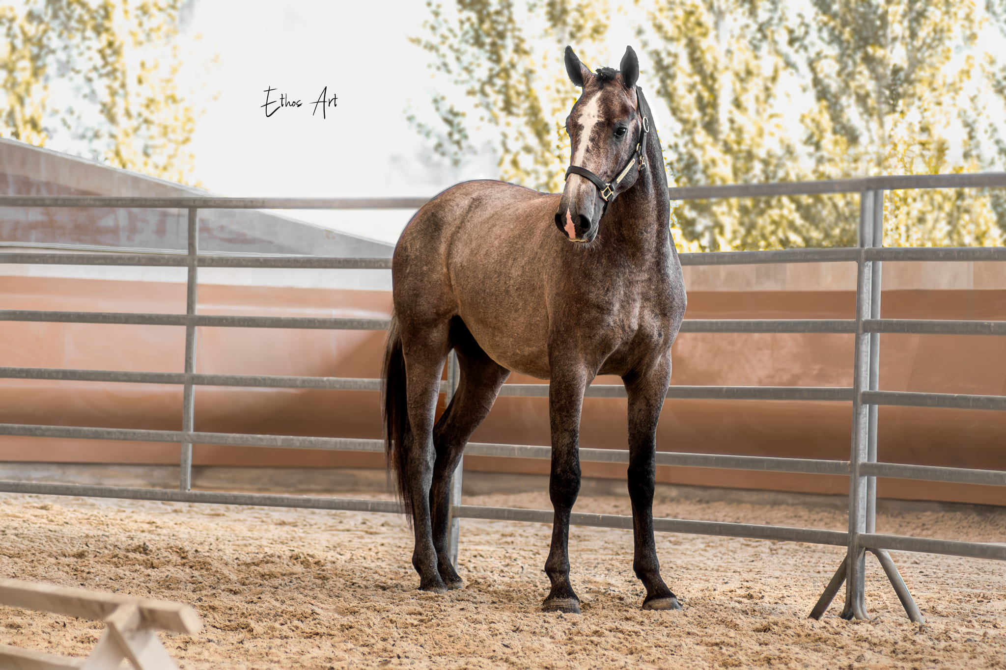 2024   France Dressage   Saturn   2