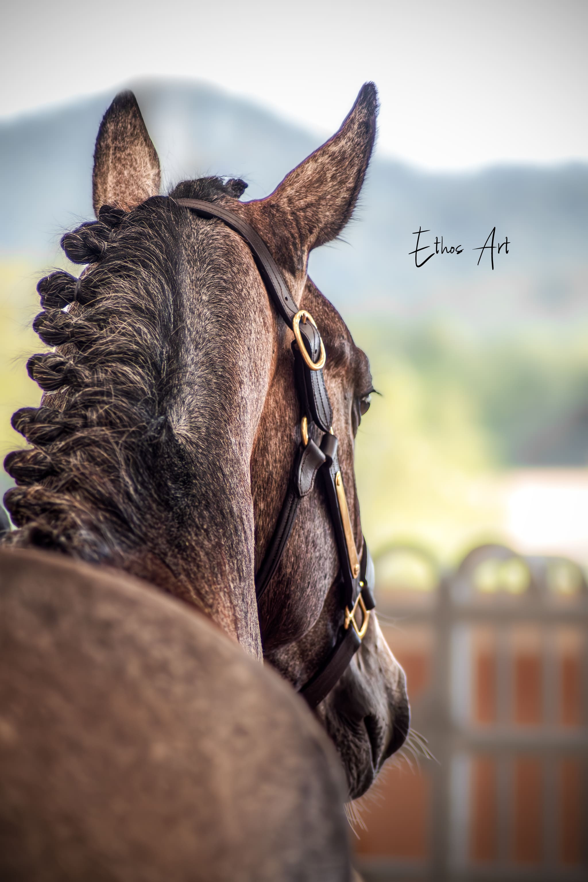 2024   France Dressage   Saturn   3