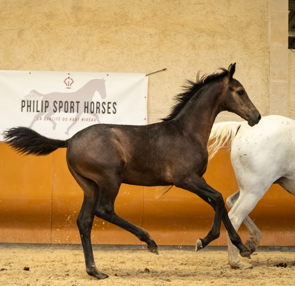 2025 - Concours - France Dressage - For Amor - 4 (1)