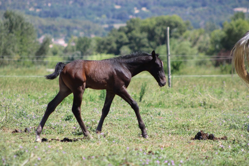 2025 - Foals - Phoros - 4