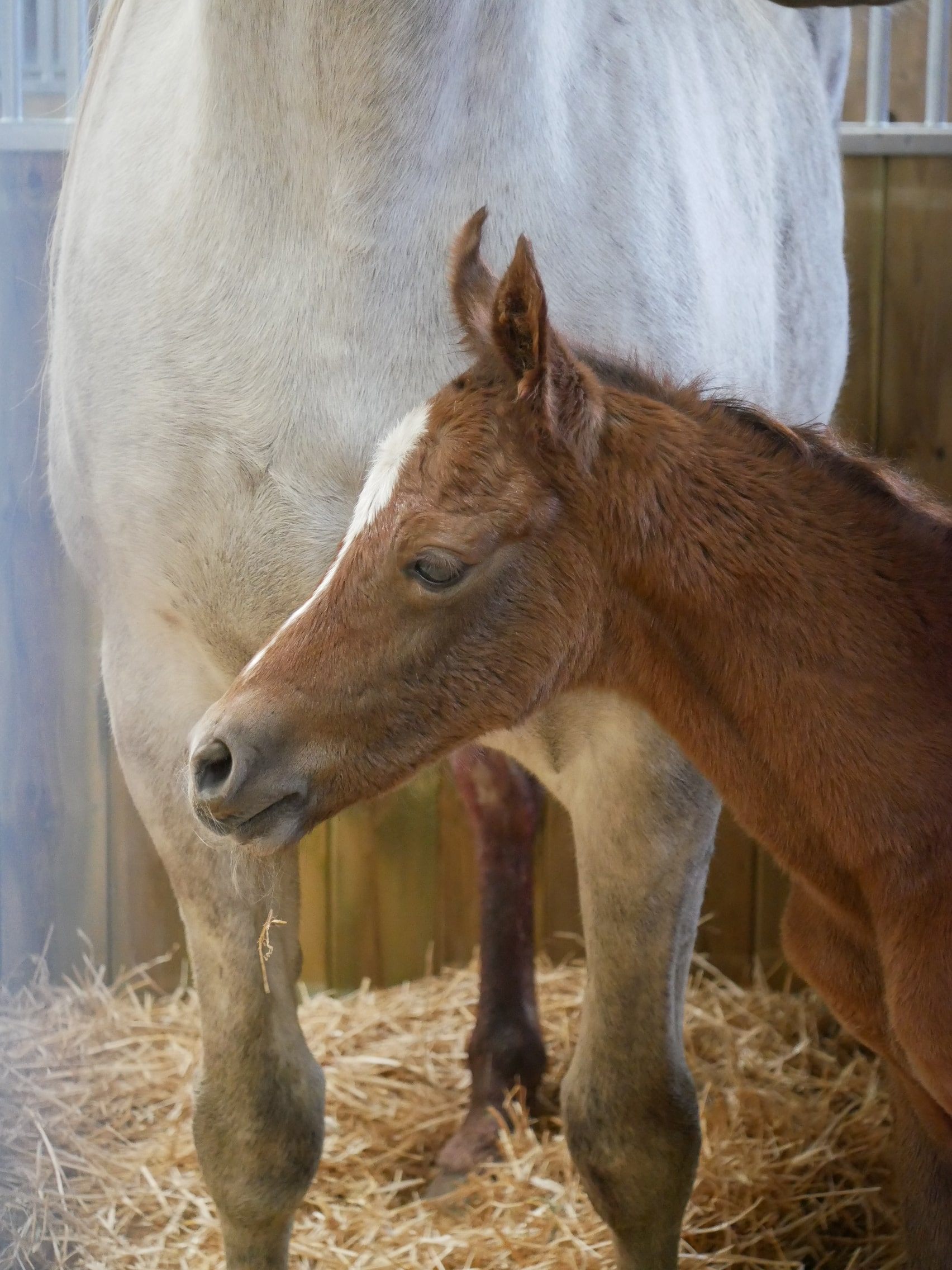 PHILIP SPORT HORSES   Fatale De Philip   02