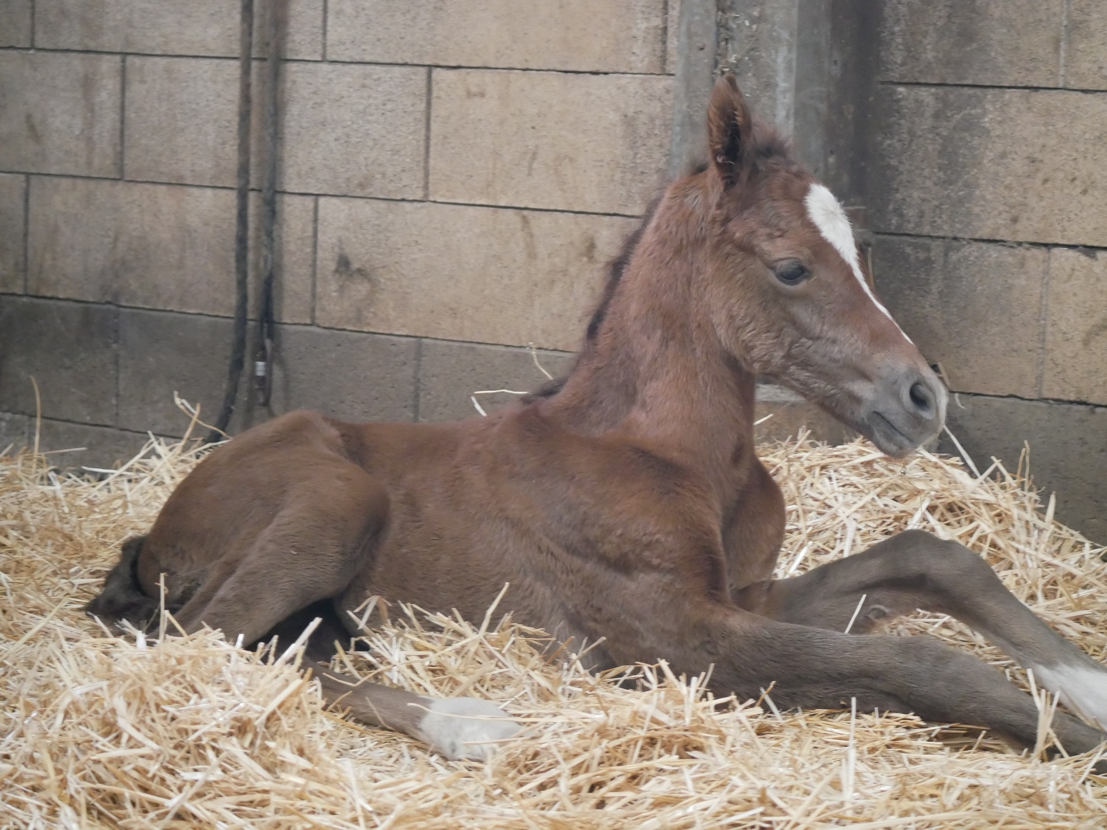 PHILIP SPORT HORSES   Fatale De Philip   04