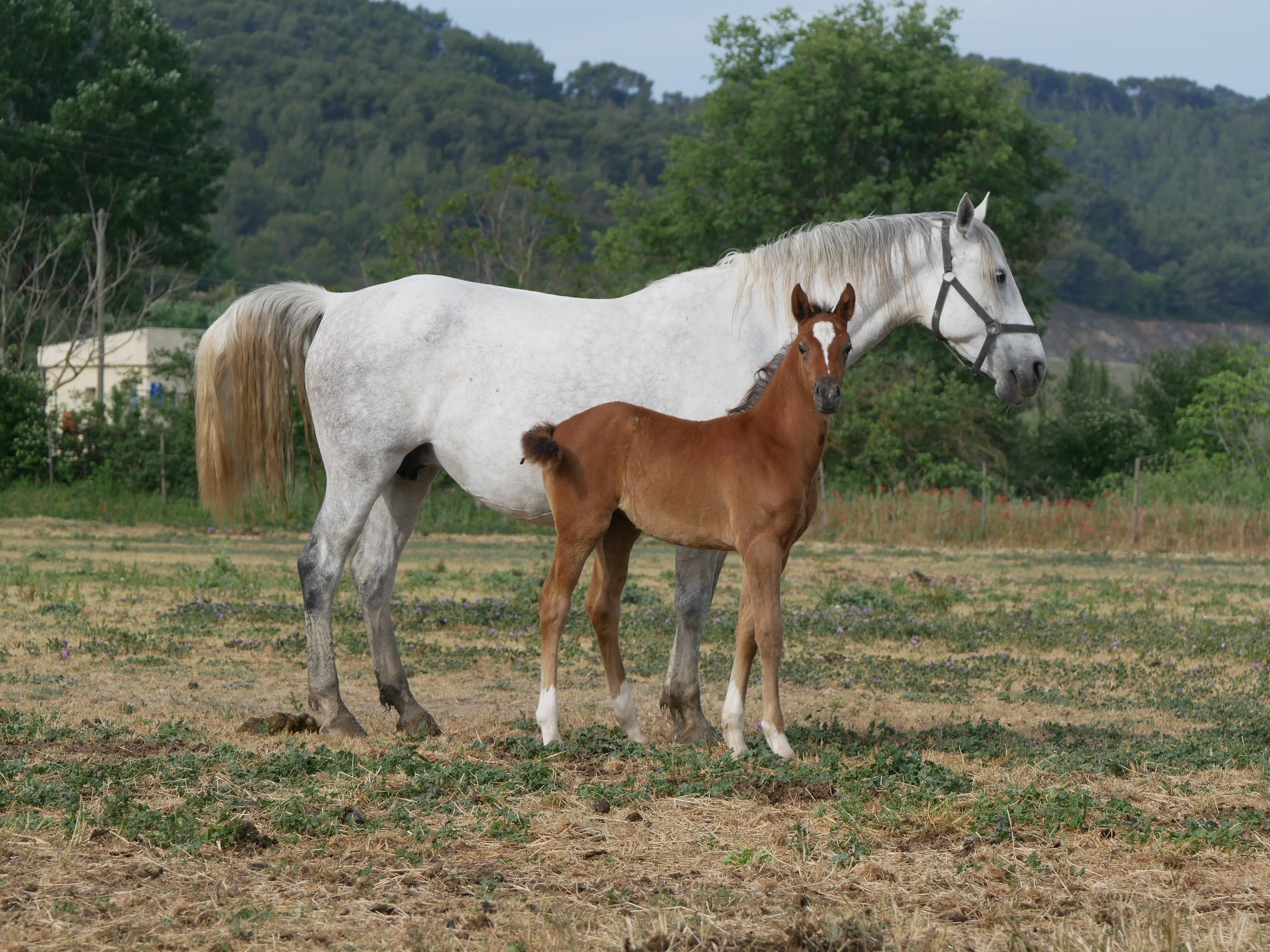 PHILIP SPORT HORSES   Fatale De Philip   09
