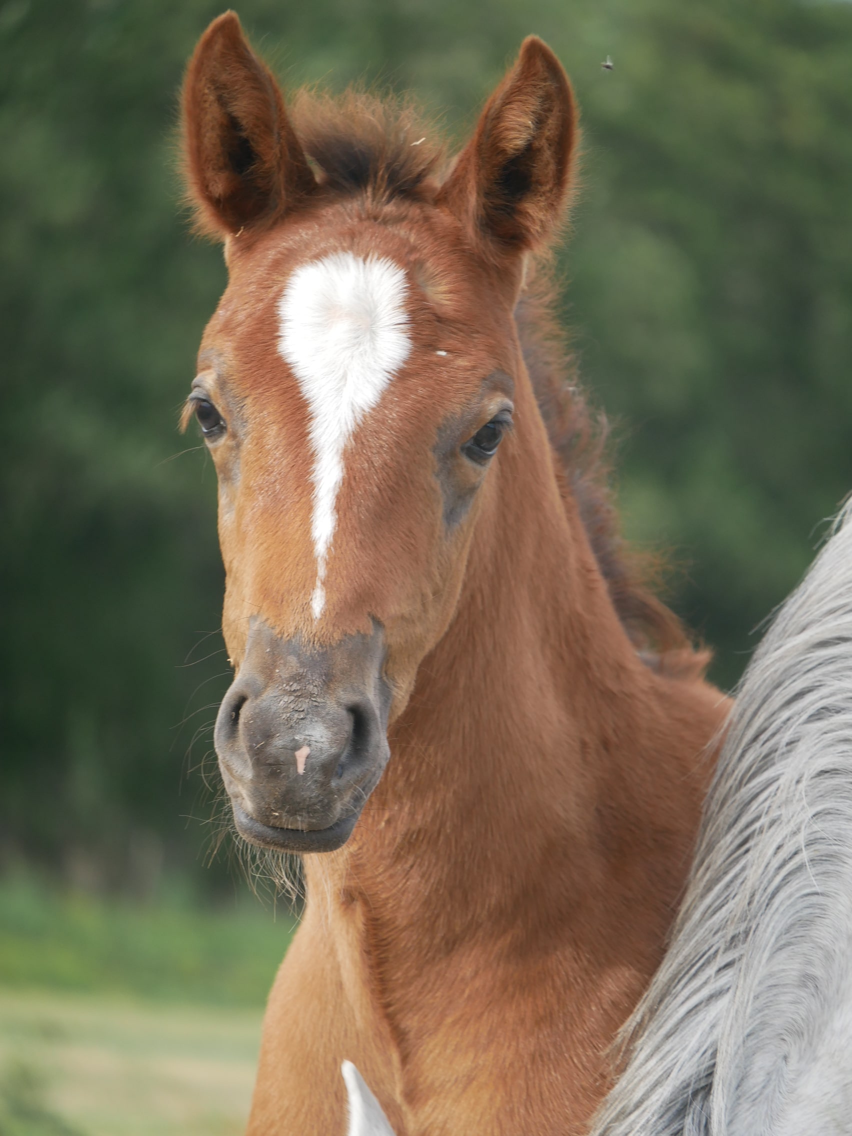 PHILIP SPORT HORSES   Fatale De Philip   10