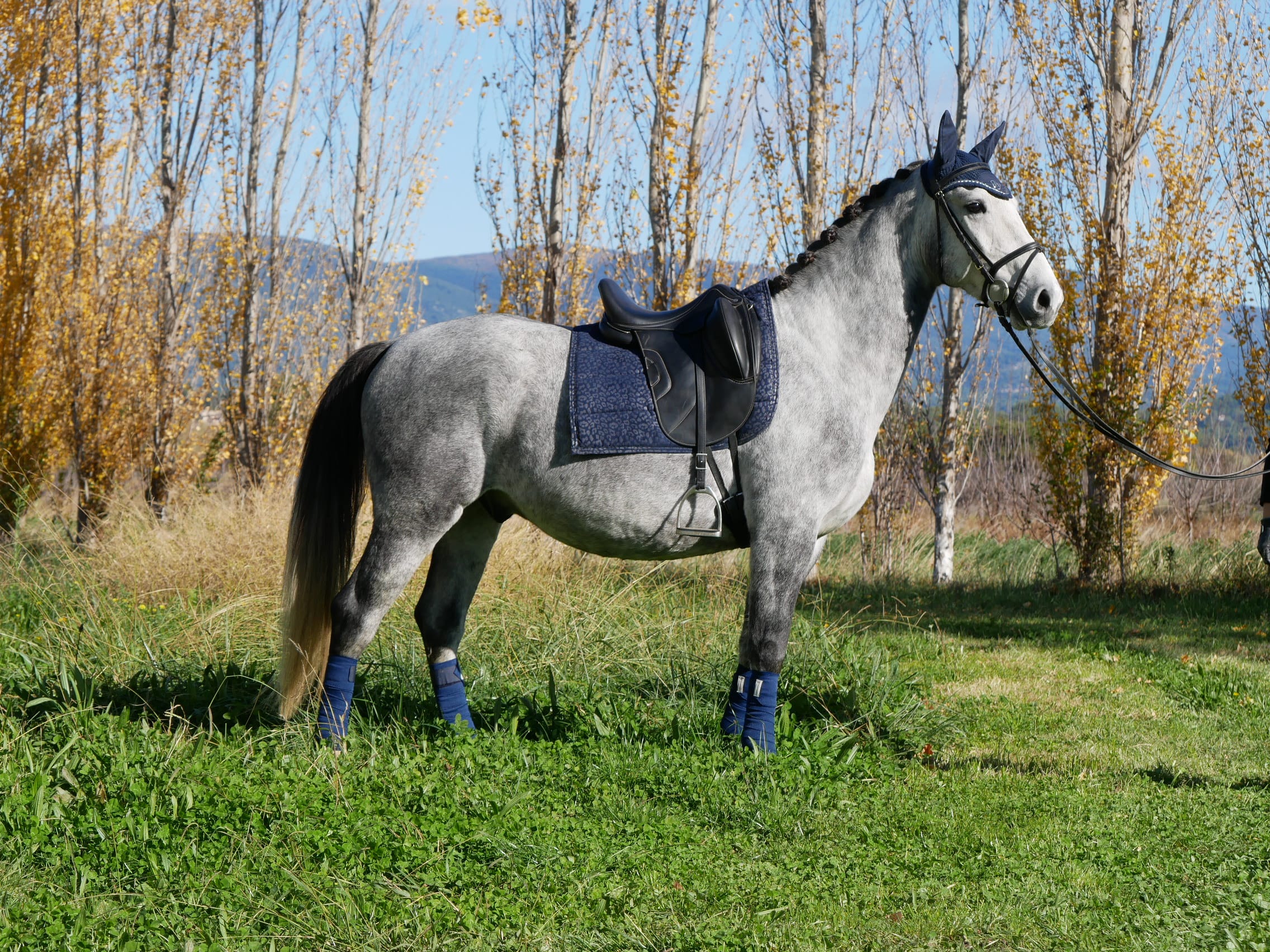 PHILIP SPORT HORSES   Jupiter De Philip   10