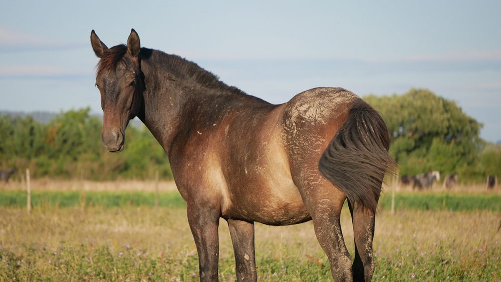 PHILIP SPORT HORSES-Loyal-Juillet2022-04