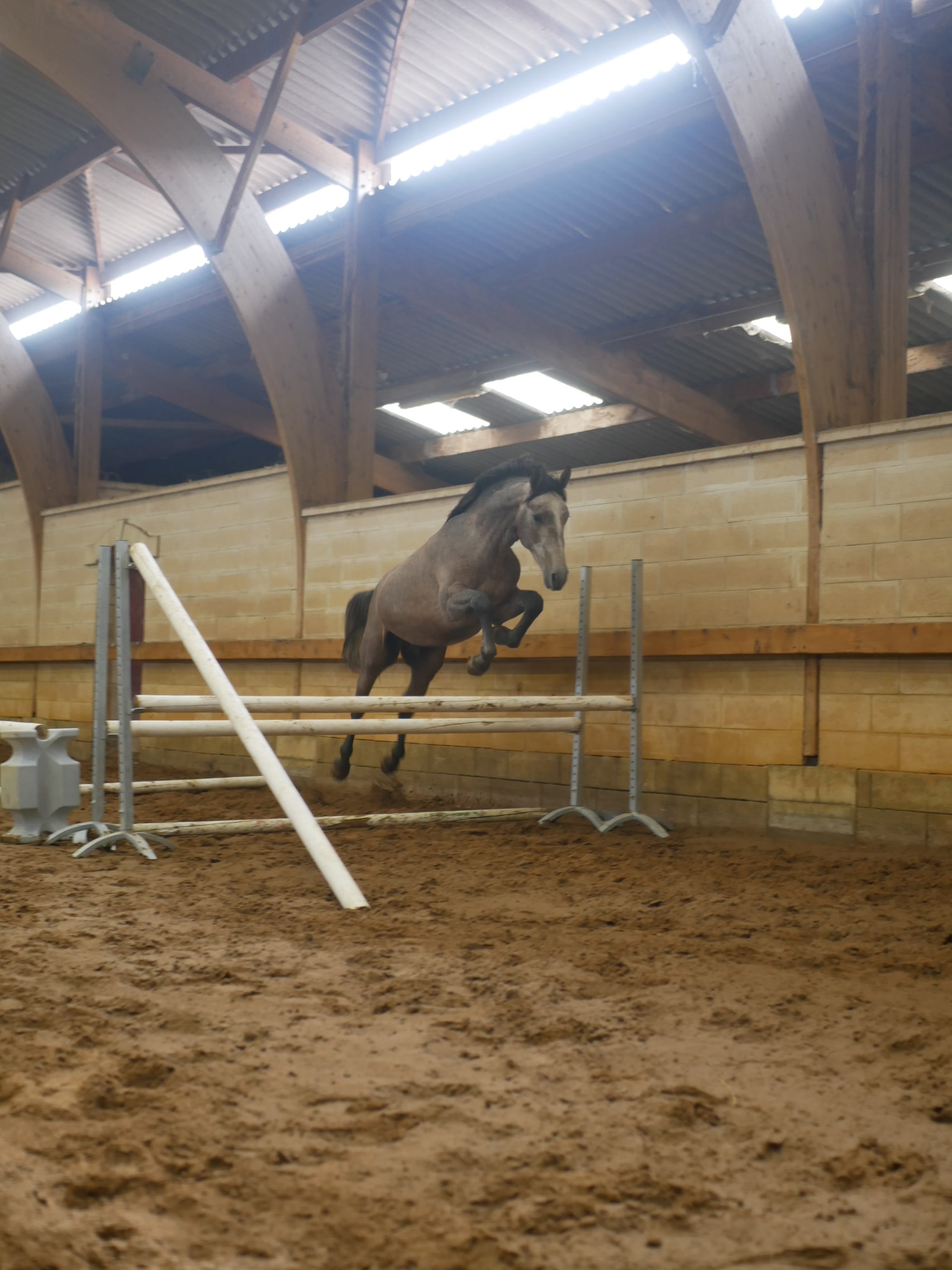 PHILIP SPORT HORSES   Saphir De Philip   Octobre 2023 06