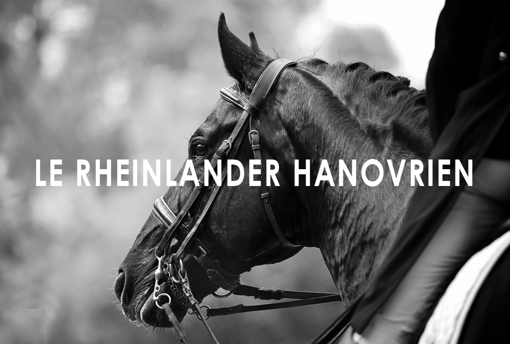 Le Rheinlander Hanovrien